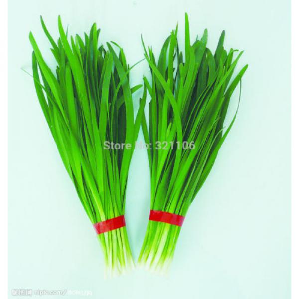 400 Chinese Chive Seeds Allium tuberosum Garlic chive Vegetable Seeds #1 image