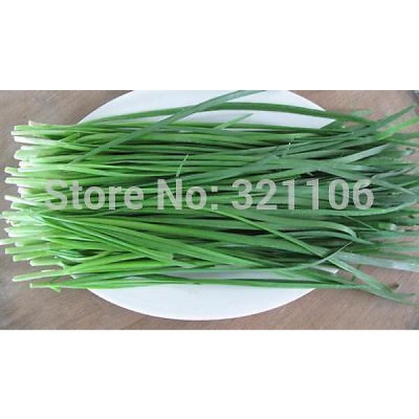 400 Chinese Chive Seeds Allium tuberosum Garlic chive Vegetable Seeds #2 image