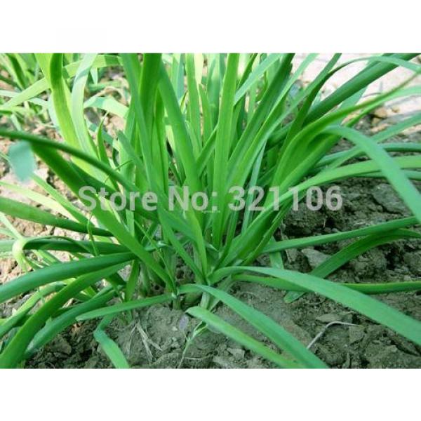 400 Chinese Chive Seeds Allium tuberosum Garlic chive Vegetable Seeds #3 image