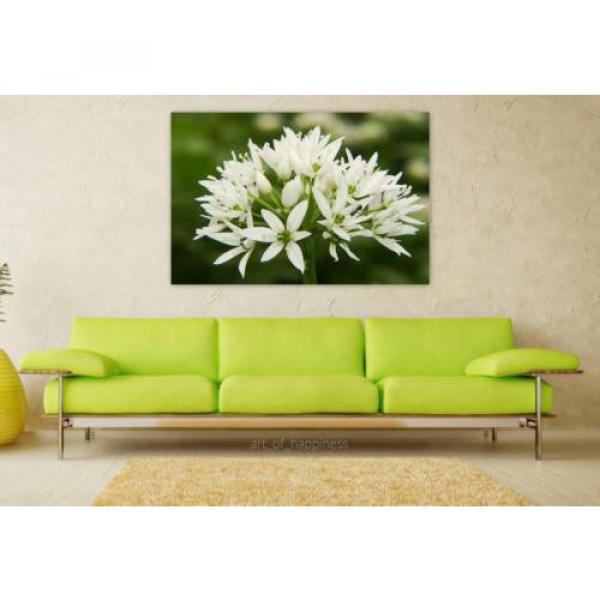 Stunning Poster Wall Art Decor Bear S Garlic Blossom Bloom White 36x24 Inches #1 image