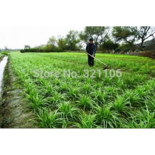 400 Chinese Chive Seeds Allium tuberosum Garlic chive Vegetable Seeds #4 image