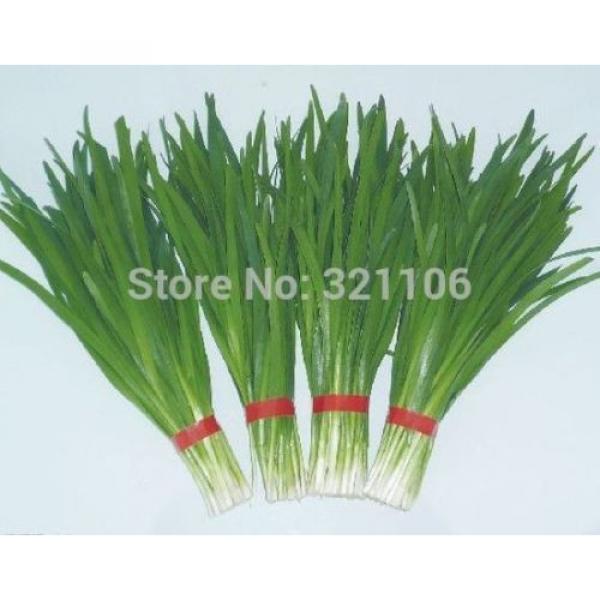 400 Chinese Chive Seeds Allium tuberosum Garlic chive Vegetable Seeds #5 image