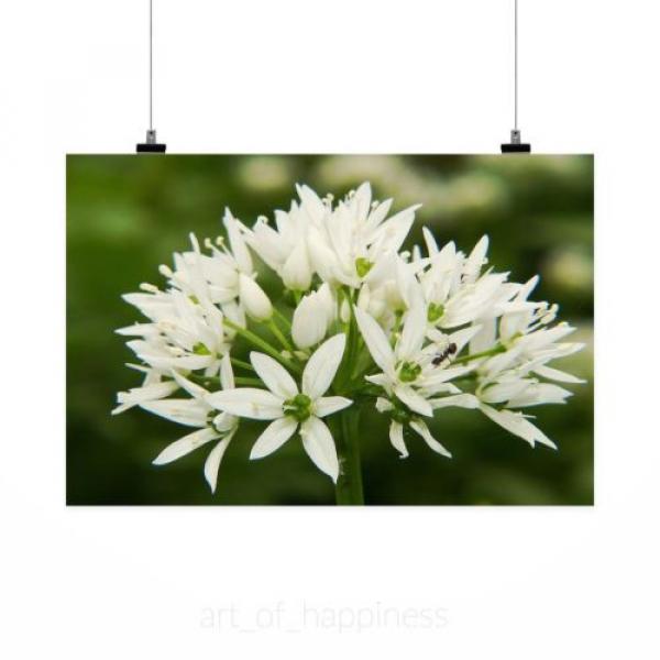 Stunning Poster Wall Art Decor Bear S Garlic Blossom Bloom White 36x24 Inches #2 image