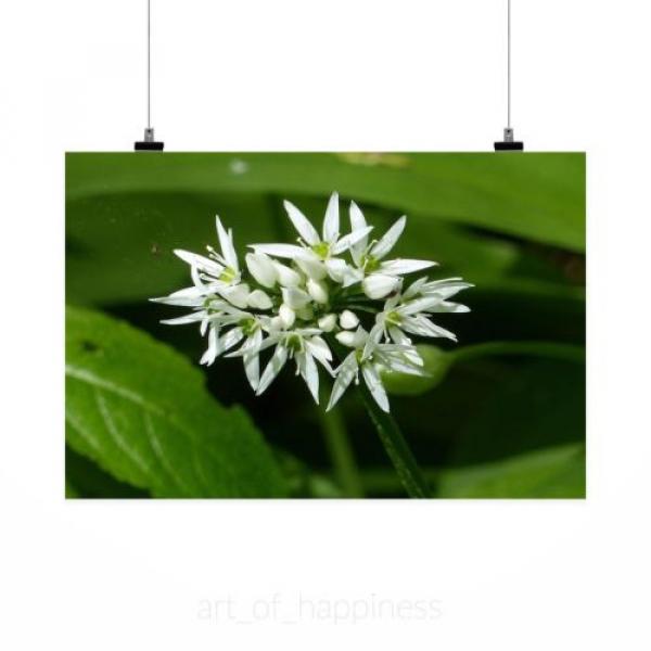 Stunning Poster Wall Art Decor Wild Garlic Nature Colors White 36x24 Inches #2 image