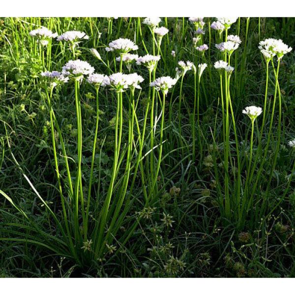 25 X Wild Garlic Field Garlic Bulbs (allium vineale) UK grown, hardy #1 image