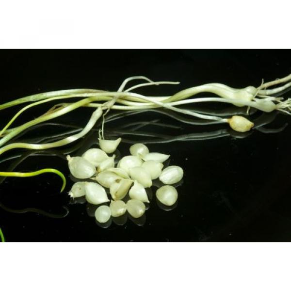 25 X Wild Garlic Field Garlic Bulbs (allium vineale) UK grown, hardy #2 image