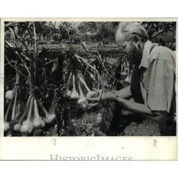 1984 Press Photo Wendell Stauffer checks on garlic crops - ora89177 #1 image