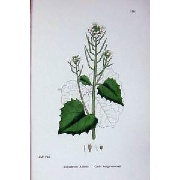 Old Antique Print Botany Plants C1902 Garlic Hedge Mustard Sisymbrium 640E144 #1 image