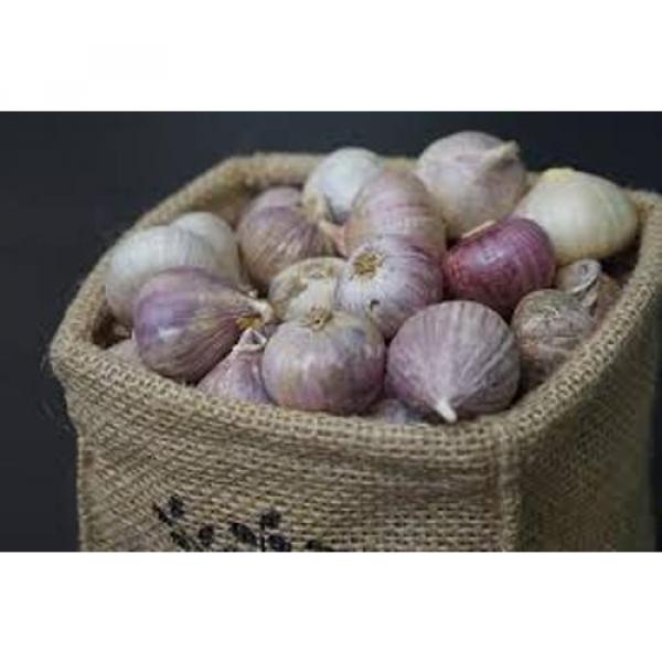 Single Clove garlic 30 Bulbs, Single Bulb form of Elephant Garlic herbs thai. #3 image
