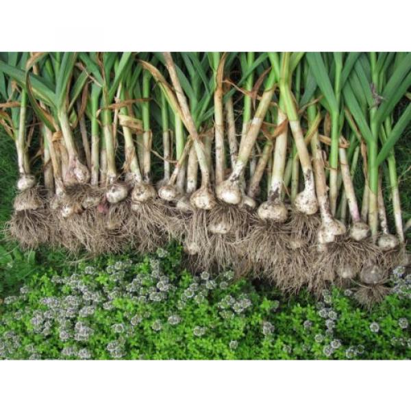 Single Clove garlic 30 Bulbs, Single Bulb form of Elephant Garlic herbs thai. #5 image