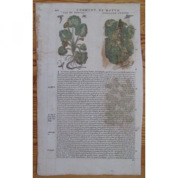 MATTIOLI: Folio Leaf Handcolored Woodcut Coltsfoot Garlic * - 1572 #1 image