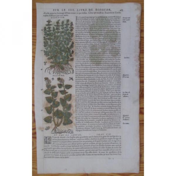 MATTIOLI: Folio Leaf Handcolored Woodcut Coltsfoot Garlic * - 1572 #2 image