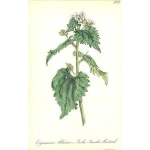 1863 Garlic Treacle Mustard  ~ Erysimum alliaria Botanical Print #1 image