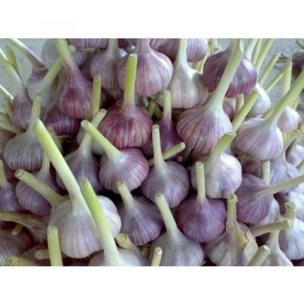 Seeds Giant Garlic Lyubasha Winter For Garden Organic Russian Ukraine #3 image