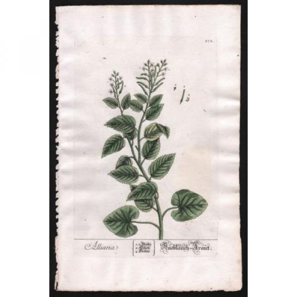 1759 Alliaria / Knoblauch-Kraut (Hedge Garlic), by Elizabeth Blackwell #1 image
