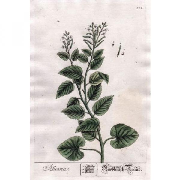 1759 Alliaria / Knoblauch-Kraut (Hedge Garlic), by Elizabeth Blackwell #2 image