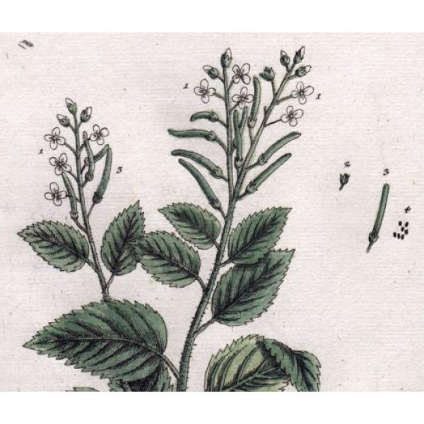 1759 Alliaria / Knoblauch-Kraut (Hedge Garlic), by Elizabeth Blackwell #3 image
