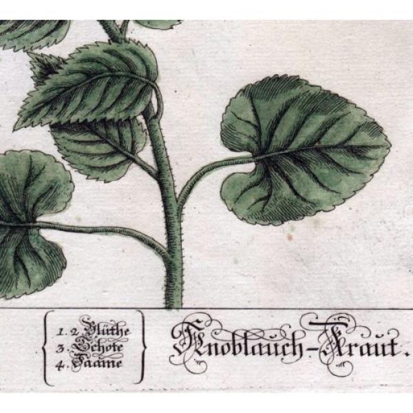 1759 Alliaria / Knoblauch-Kraut (Hedge Garlic), by Elizabeth Blackwell #4 image