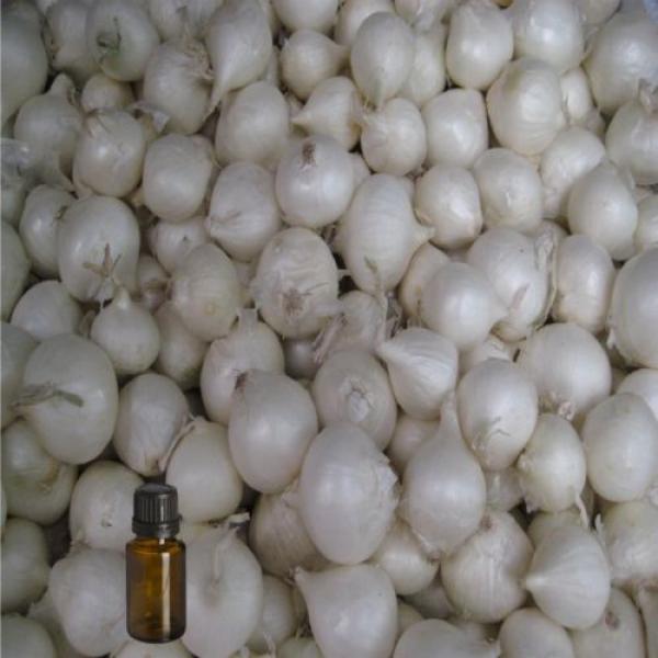 Garlic Essential Oil - 100% Pure and Natural - Free Shipping - US Seller! #4 image