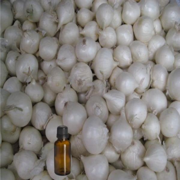 Garlic Essential Oil - 100% Pure and Natural - Free Shipping - US Seller! #5 image