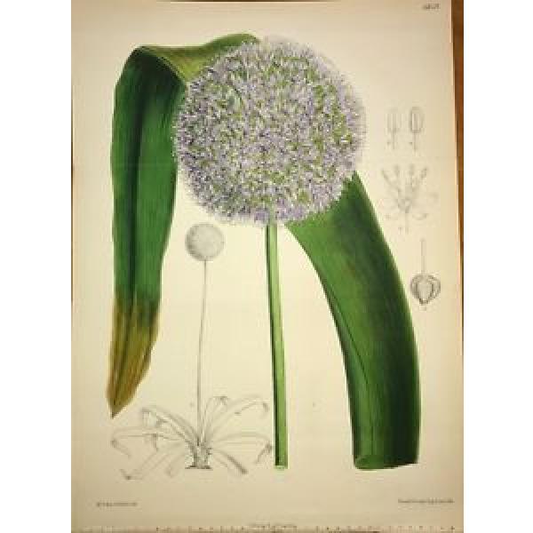 CURTIS BOTANICAL 1885 Vol 111 - Vol 41 3rd Series DOUBLE H/C - Garlic - 6828 #1 image