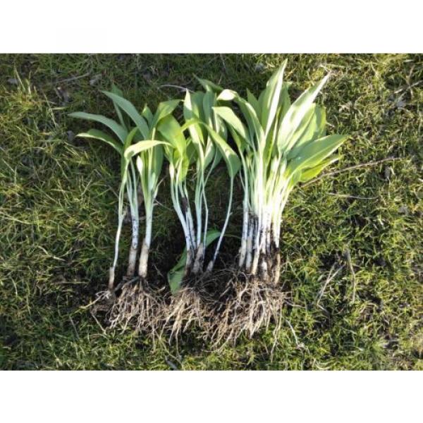 20+ Scottish Wild Garlic Bulbs In The Green Organic Allium Ursinum #1 image