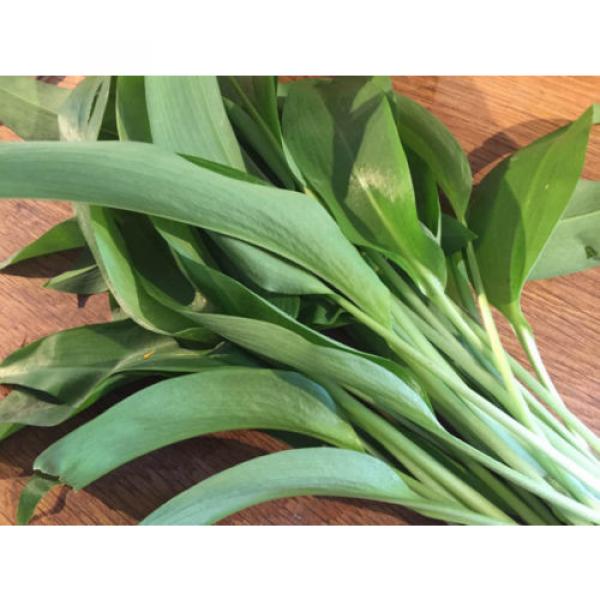 20+ Scottish Wild Garlic Bulbs In The Green Organic Allium Ursinum #3 image