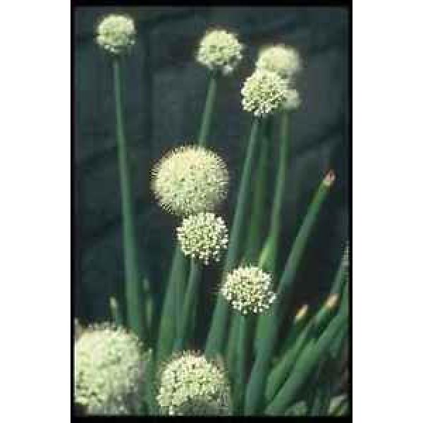 133007 Ornamental Garlic Allium Grande A4 Photo Print #1 image