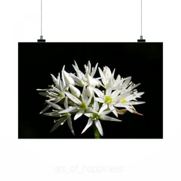 Stunning Poster Wall Art Decor Wild Garlic Flower Spring 36x24 Inches #2 image