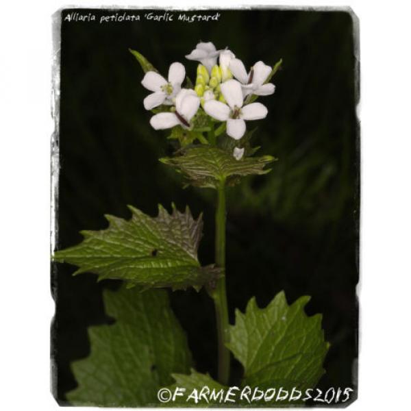 Alliaria petiolata &#039;Garlic mustard&#039; [Ex. Co. Durham] 300+ seeds #1 image