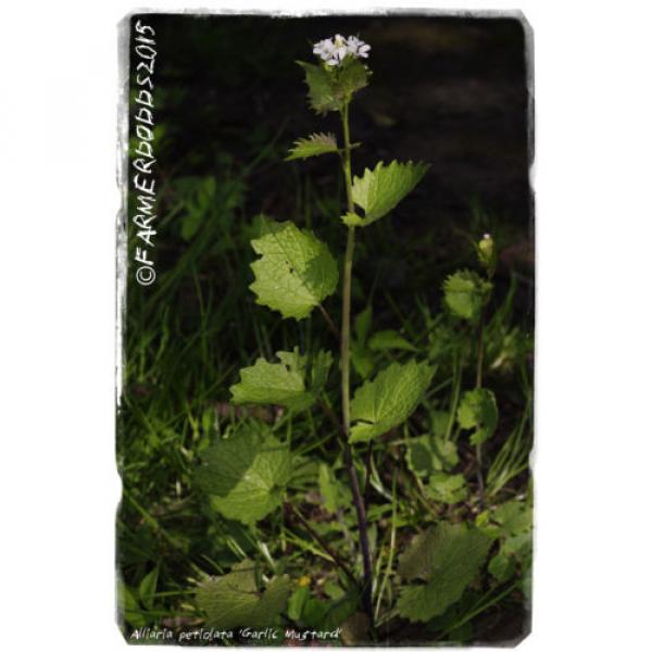 Alliaria petiolata &#039;Garlic mustard&#039; [Ex. Co. Durham] 300+ seeds #2 image