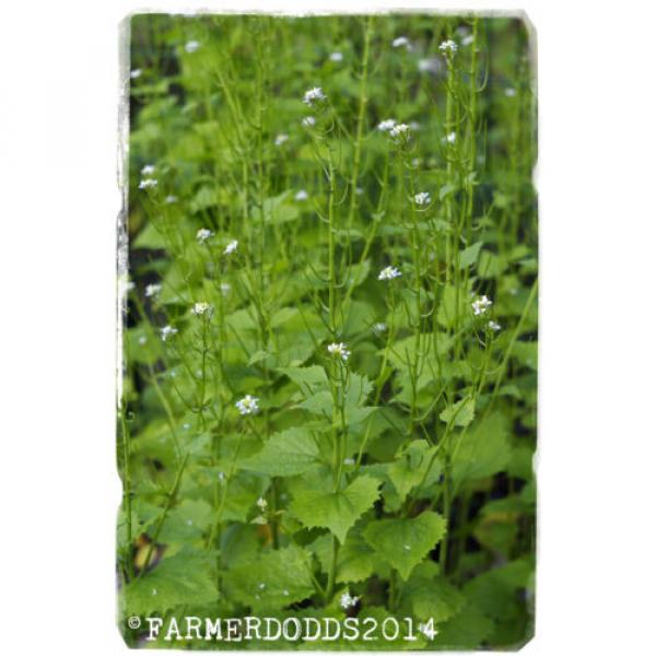 Alliaria petiolata &#039;Garlic mustard&#039; [Ex. Co. Durham] 300+ seeds #3 image