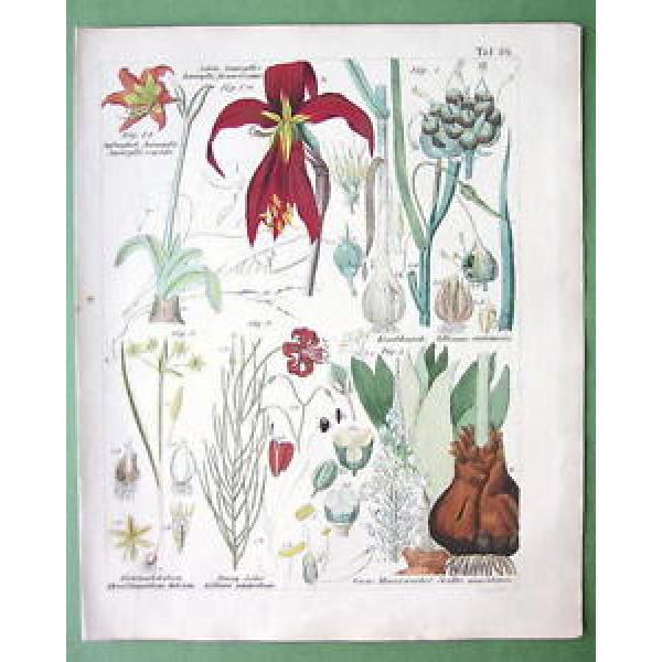 MEDICINAL PLANTS Lily Garlic Star of Bethlehem - 1837 H/C Color Botanical Print #1 image