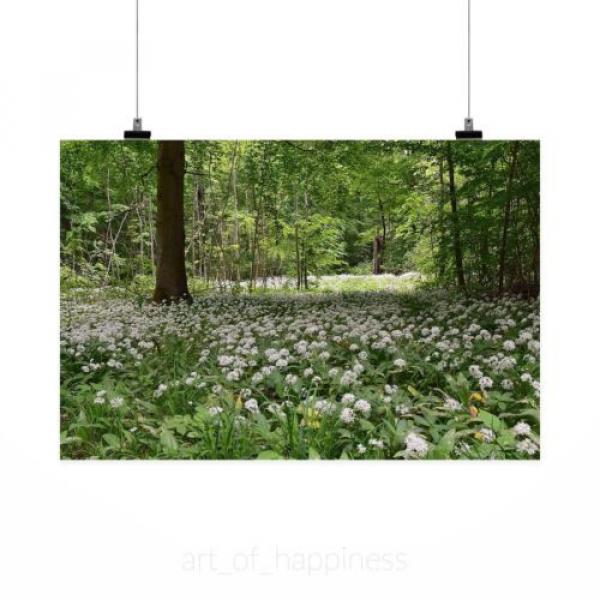 Stunning Poster Wall Art Decor Bear S Garlic Forest Spring 36x24 Inches #2 image