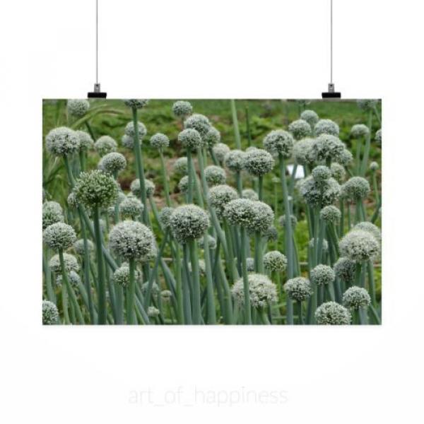 Stunning Poster Wall Art Decor Green Plant Nature Flower Garlic 36x24 Inches #2 image