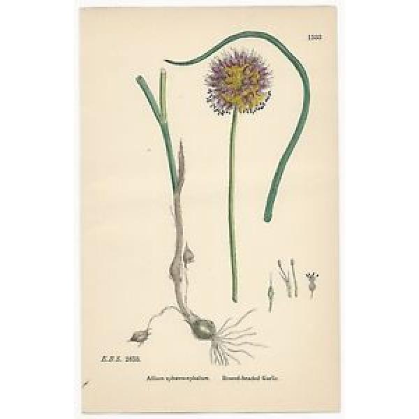 Sowerby. Round-Headed Garlic. Hand Colored Print. Over 100 years old! #1533. #1 image