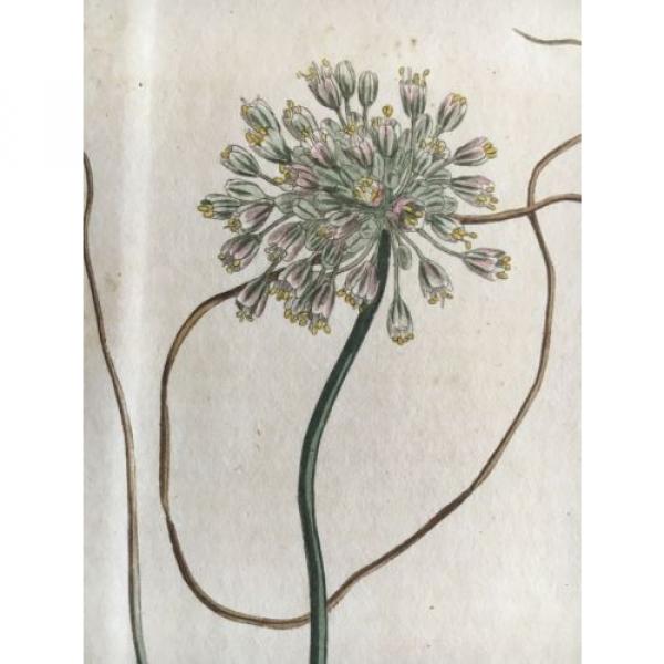 CURTIS BOTANICAL 1812 Vol 35 - H/C - Pendulous Flowered Garlic - 1432 #1 image