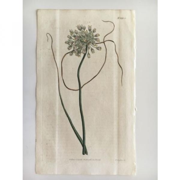 CURTIS BOTANICAL 1812 Vol 35 - H/C - Pendulous Flowered Garlic - 1432 #2 image